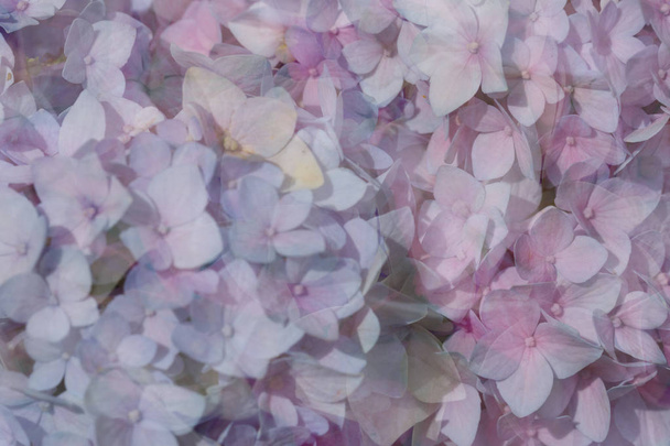 Гидрогеи в полном расцвете сил
 - Фото, изображение