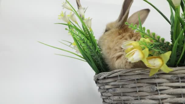 Cute rabbit sitting in a basket - Video, Çekim