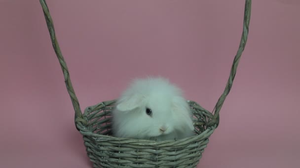 Cute rabbit sitting in a basket - Πλάνα, βίντεο