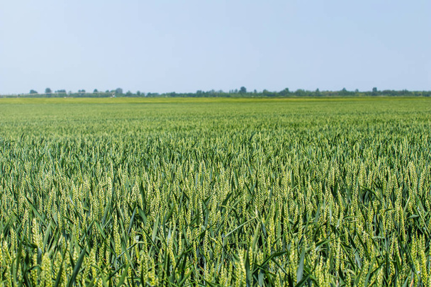 Green Wheat field landscape. Green wheat field. - Фото, изображение