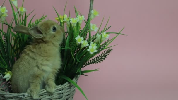 Cute rabbit sitting in a basket - Video, Çekim