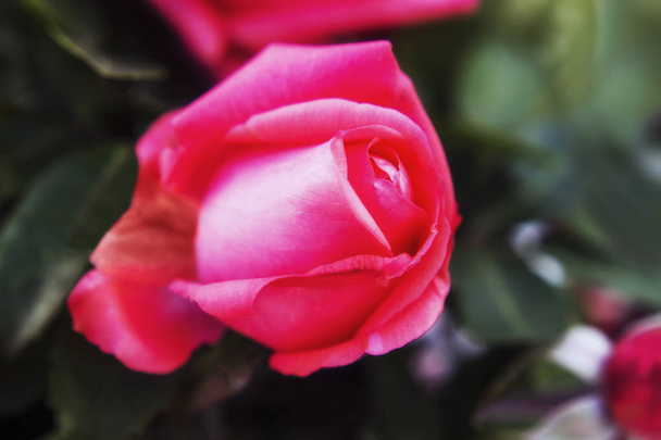 Makró Rózsa virág - Fotó, kép
