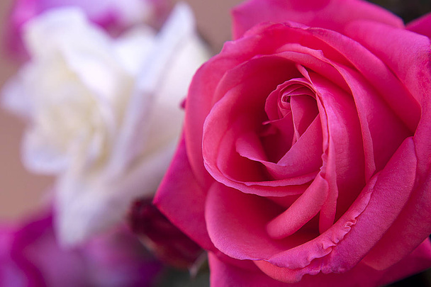Makró Rózsa virág - Fotó, kép