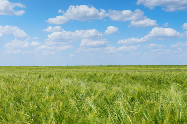 Green Wheat field landscape. Green wheat field. - Zdjęcie, obraz