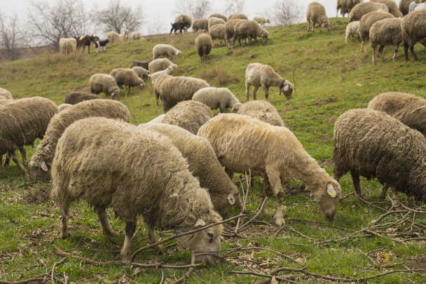 ヤギや羊の群れ。動物は牧草地で放牧します。ヨーロッパの山の牧草地. - 写真・画像