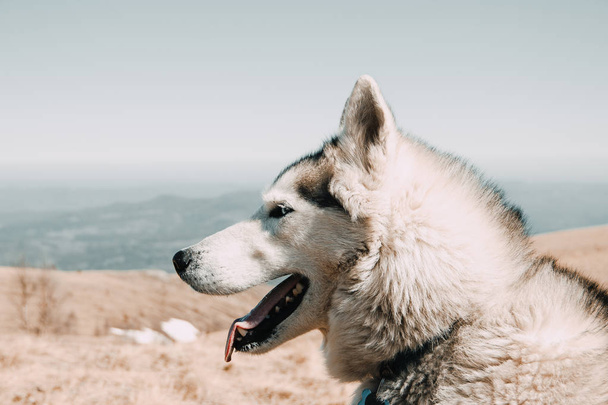 The Husky breed dog travels through the Caucasus Mountains - 写真・画像