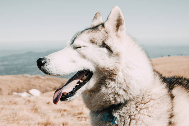 The Husky breed dog travels through the Caucasus Mountains - Фото, изображение