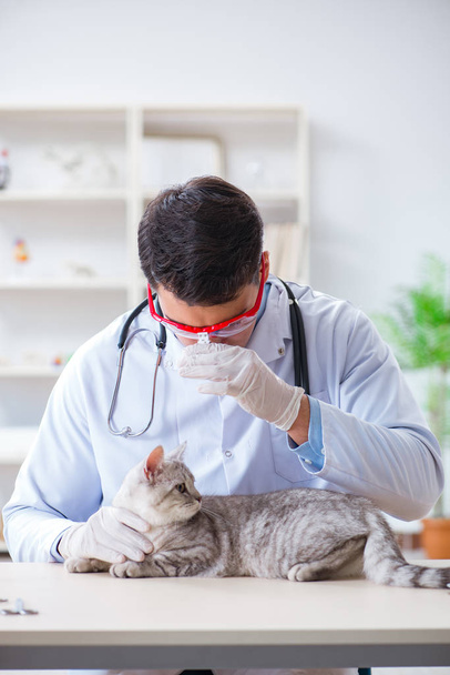 Vet examining sick cat in hospital - Photo, Image