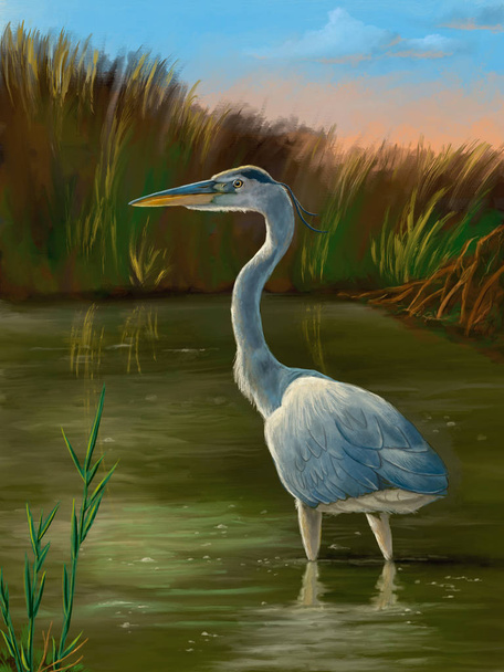 Wetland birds, blue heron - Zdjęcie, obraz
