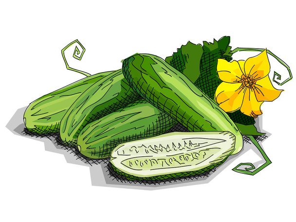 Vector illustration of drawing vegetable cucumbers. - Vector, Image