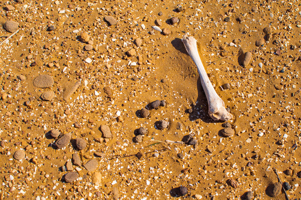 Egy csont a sivatagban. Halál a parlagon heverő területeknek a forró nap. - Fotó, kép