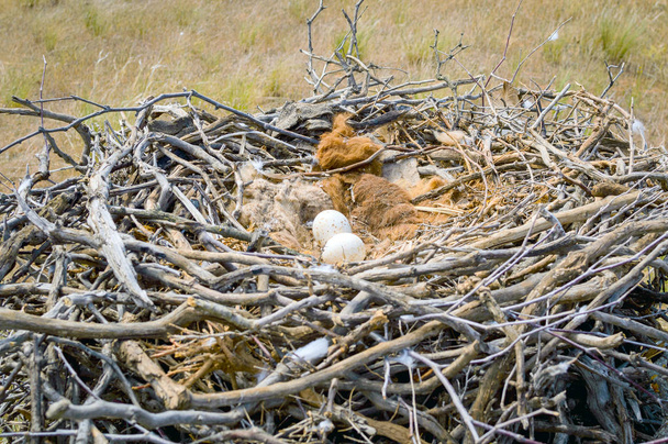 Яйца степного орла или Aquila nipalensis
 - Фото, изображение
