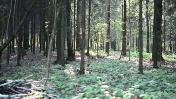 Korkunç şekiller, karanlık yaz orman yürüyüş. Orman geçmiş yürüyüş - Video, Çekim