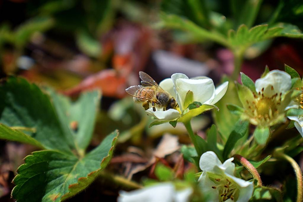 Медовая пчела опыляет цветы клубники, которая расцветает в большом весеннем цветке в Коттедж Гарден в Южной Иордании, штат Юта
. - Фото, изображение
