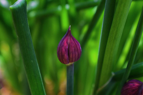 Макроснимок цветка в полной фазе цветения травяной лук (Allium schoenoprasum). Лепестки этого цветка с яркими красками в Южной Джордани, штат Юта
. - Фото, изображение