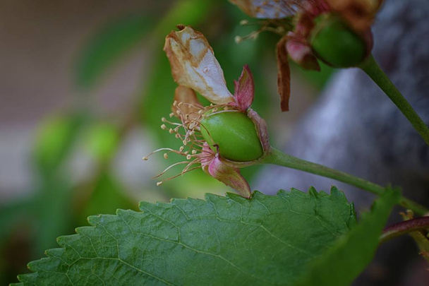 grüne unreife Kirschbeeren mit welkender Blüte im Detail, Makro-Nahaufnahme mit im Hintergrund verschwommenen Ästen in Südjordanland, utah. - Foto, Bild