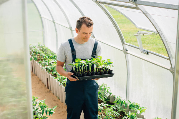 Handsome cheerful young gardener in overall standing with seedlings in greenhouse. Portrait of joyful farmer. - Foto, Imagem