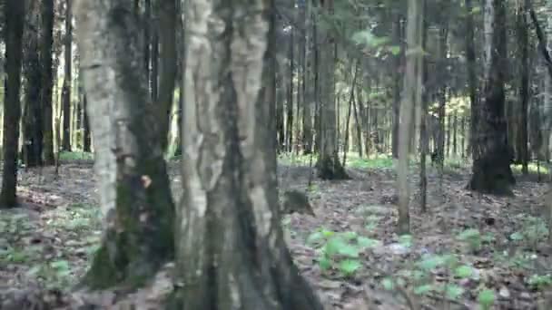 Το περπάτημα παρελθόν η ζοφερή σχήματα, δάσος σκοτεινό καλοκαίρι. Περπάτημα παρελθόν του δάσους - Πλάνα, βίντεο