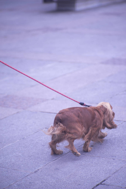 Pessoas passeando cão na rua
 - Foto, Imagem