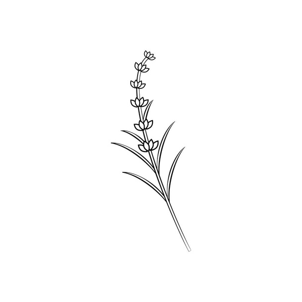 Branch of lavender - Vector, Image