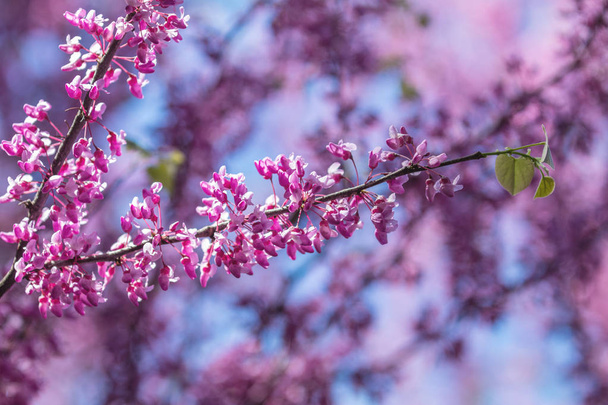 Piękna przyroda sceny z kwitnących drzew i słońce pochodni - Zdjęcie, obraz