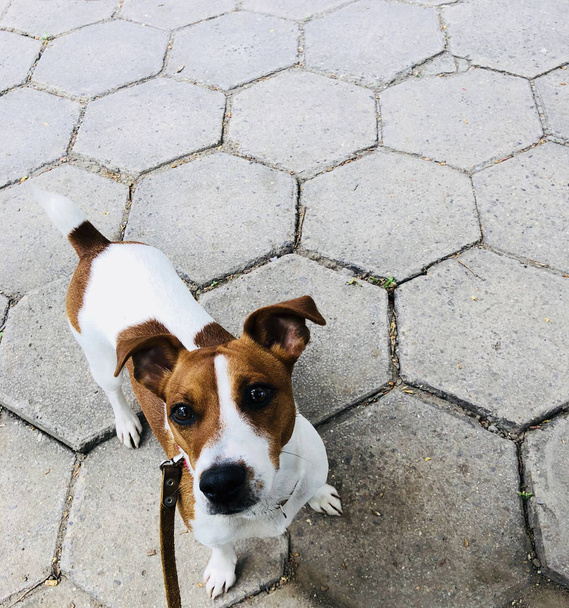 Jack russel kutya kisállat, fehér és barna-ra egy póráz, hogy dühös - Fotó, kép