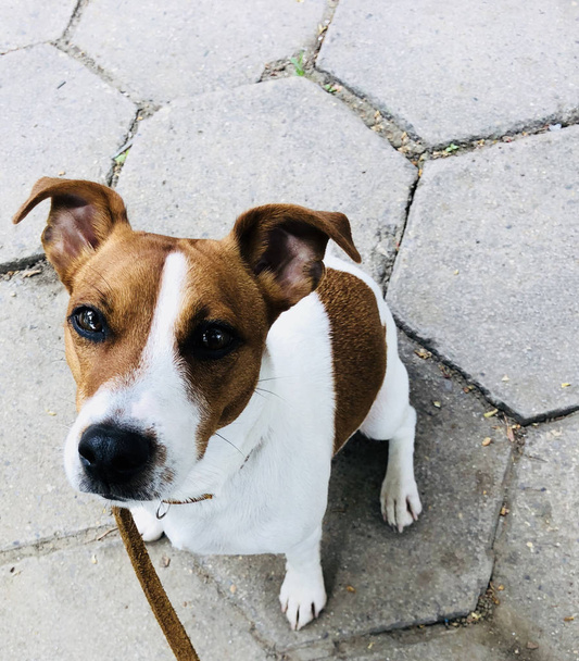 Джек Руссел собака питомец белый и коричневый на поводке чувство скуки
 - Фото, изображение