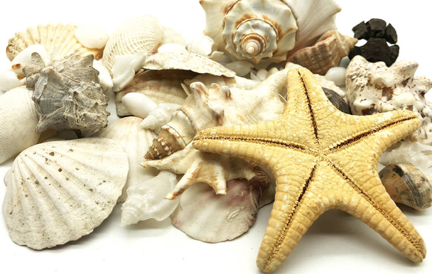 seashell starfish shell summer season closeup concept - Foto, imagen