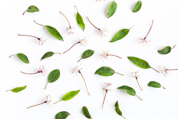 white background filled with uniformly but symmetrically arranged sakura flowers and leaves. Flat lay. top view. concept of leafs and flowers, lightness and elegance. - Photo, image