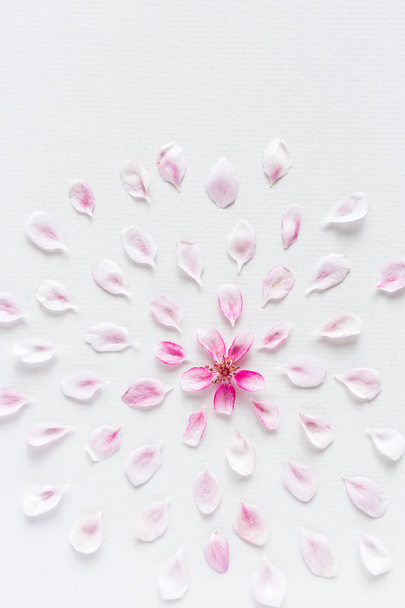 top view on round pattern of sakura flowers laying on white background. Concept of love and spring. Dof on sacura flowers. - Foto, Bild