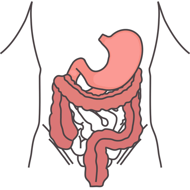 人間の胃と大腸 - ベクター画像