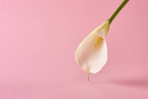 Beautiful white calla flower on pink background. Minimal Concept - Foto, Imagen