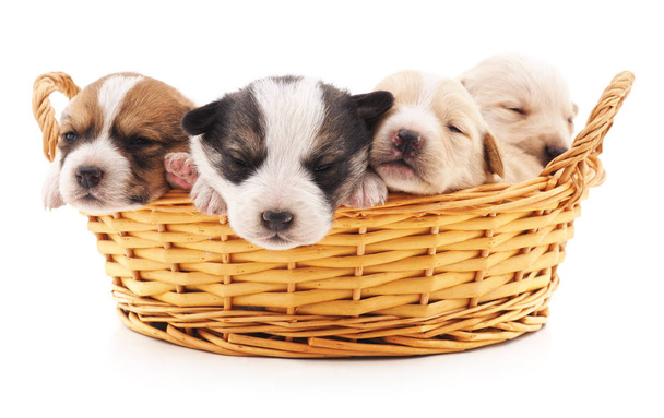 Four puppies in a basket. - Foto, afbeelding