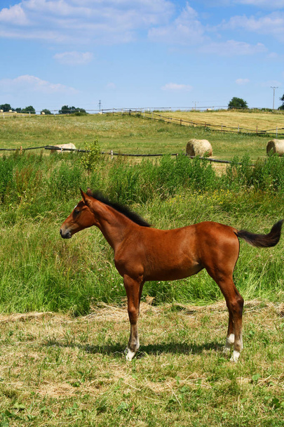 Foal on a summer pasture - Photo, Image