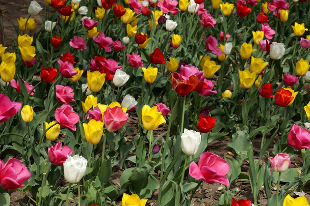 Tulipánok a gyep a városi park - Fotó, kép