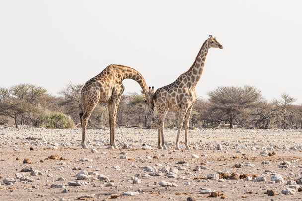 キリン、ブッシュ、砂漠の上を歩いてパンします。野生動物サファリ エトーシャ国立公園では、メインは旅行先にナミビア、アフリカです。縦断ビュー. - 写真・画像