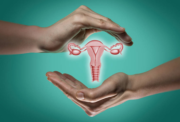 Un modèle du système reproducteur des femmes entre deux paumes sur fond bleu et vert. Le concept d'un système reproducteur féminin sain
. - Photo, image