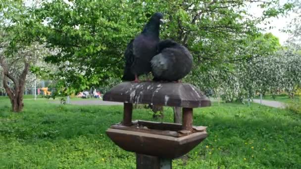 Gołębie, Całowanie siedząc na Bird House - Materiał filmowy, wideo