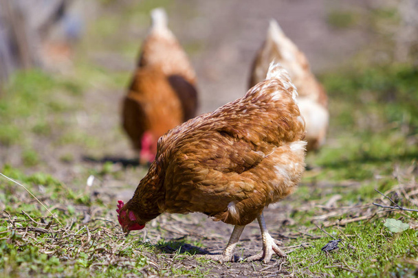 Big nice beautiful red brown hens feeding outdoors in green mead - Photo, Image