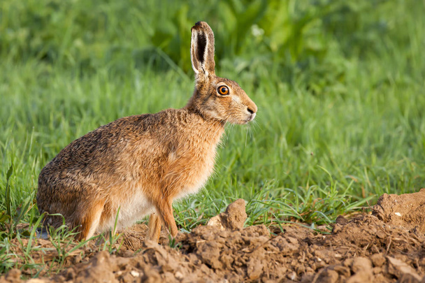 Portret króliczka w Norfolk w Wielkiej Brytanii - Zdjęcie, obraz