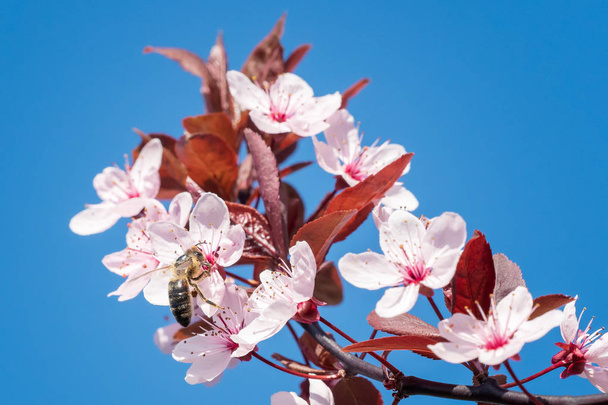 Bee on a pink cherry blossoms. Spring floral background - Foto, Imagen