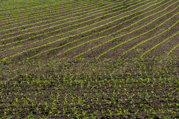 Filas de brotes de maíz comienzan a crecer
 - Foto, Imagen