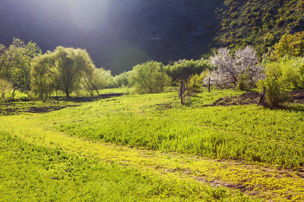 vihreä niitty aurinkoisena kevätpäivänä
  - Valokuva, kuva