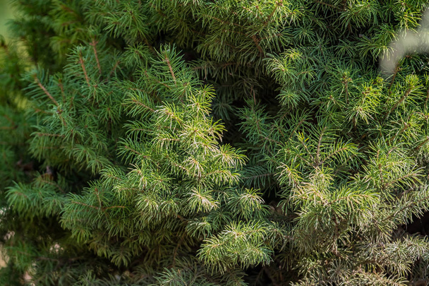 Branch of a fir close-up in the park 2018 - Zdjęcie, obraz