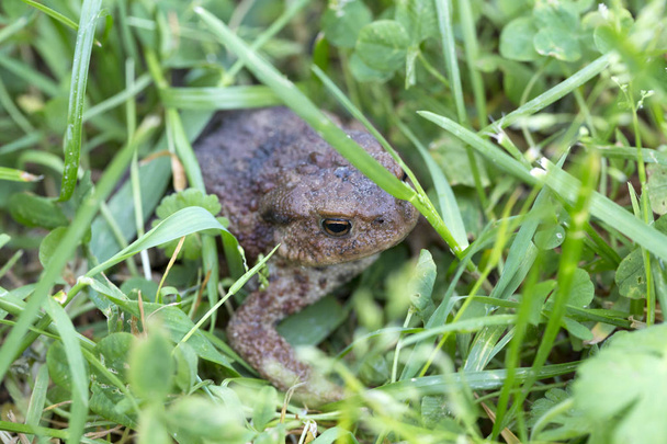 The little Toad in the Detail - Photo, Image