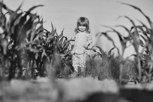small boy in green field of corn or maize - Foto, Imagem