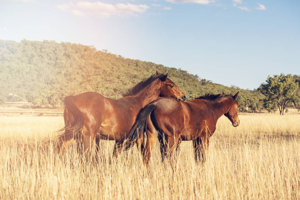 Australian horses in the paddock - Photo, image