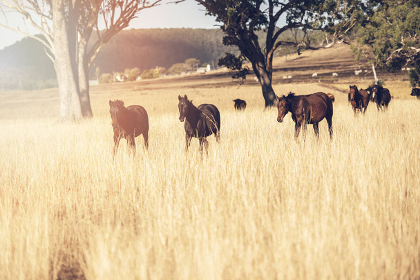 Chevaux australiens dans le paddock
 - Photo, image