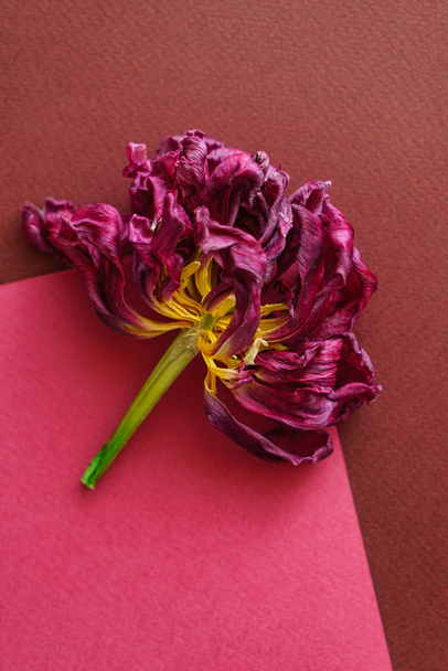 red dried tulip close up - Valokuva, kuva
