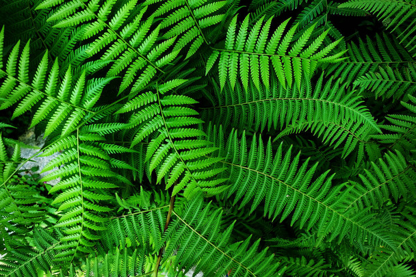 Зеленый фон листьев растения
  - Фото, изображение